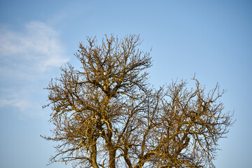 drzewo owocowe bez liści na tle nieba  - obrazy, fototapety, plakaty