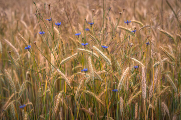 Grain field of wheat. wheat field. Landscape of golden ripe wheat under sunlight. Rich harvest....