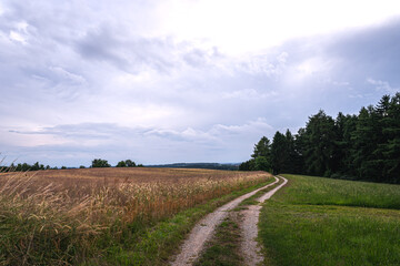 Fototapeta na wymiar Grain field of wheat. wheat field. Landscape of golden ripe wheat under sunlight. Rich harvest. Agriculture Bavaria Germany.