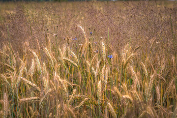 Grain field of wheat. wheat field. Landscape of golden ripe wheat under sunlight. Rich harvest....