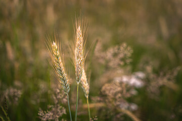 Fototapeta premium Grain field of wheat. wheat field. Landscape of golden ripe wheat under sunlight. Rich harvest. Agriculture Bavaria Germany.