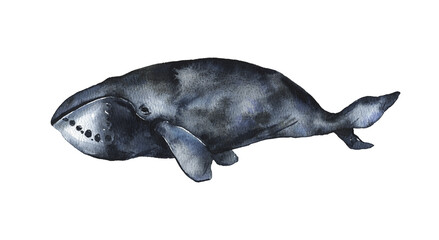 Watercolor Bowhead whale isolated on white background. Cute cartoon underwater animal illustration. High quality illustration