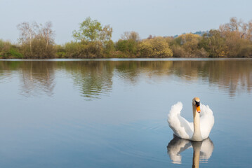 Isolated mute swan swimming in lake