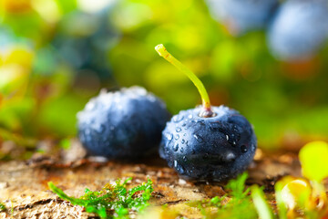 Fresh and ripe blueberries with green leaves growing in a forest. Concept of healthy and organic food.