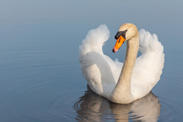 Isolated mute swan swimming in lake © Rubende Antonio