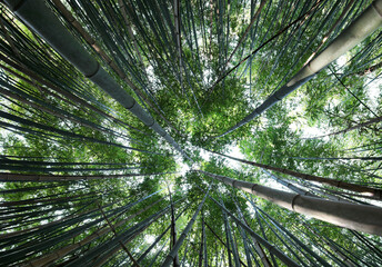 forest of tall green bamboo canes viewed from below