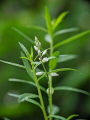 close up of a plant, macro photo of small unique plants