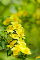 Yellow rosehip flowers on a blurred background. Blooming wild rose on a spring day. Copy space