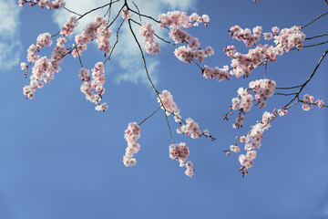 Kirschblüte, Sakura im März und April, Details der japanischen Zierkirsche Prunus serrulata Kanzan