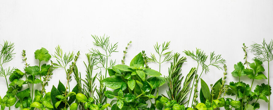Various fresh herbs arranged in a frame. Cooking concept with spices garden herbs. Healthy food.Top view.