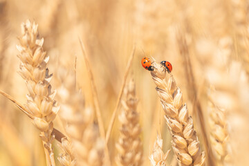 Two small ladybirds on a wheat spike on a summer farm field. Macro shot with shallow depth of field.