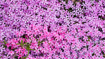 Phlox subulata. Floral background with subulata flowers