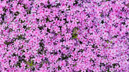Phlox subulata. Floral background with subulata flowers. Purple floral pattern with many phlox flowers