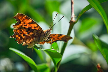 C-Falter ( Polygonia c-album, Syn.: Nymphalis c-album ).
