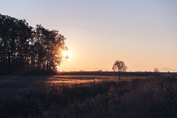 Fototapeta na wymiar Yellow sunrise in morning forest nature view