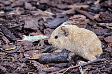 Hausmeerschweinchen ( Cavia porcellus form. domestica ).