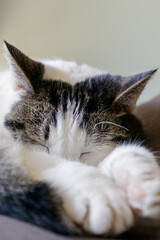 cat sleeping on a bed