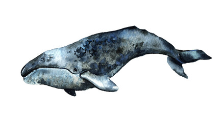 Watercolor Gray whale isolated on white background. Cute cartoon underwater animal illustration. High quality illustration © Olesya Frolova