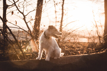 Parson Russell Terrier im Portrait