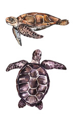 Fototapeta premium Watercolor turtle collection isolated on white background. Cute cartoon underwater animals illustration. High quality illustration
