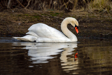 a mute swan on the lake	