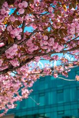 blooming sakura cherry tree