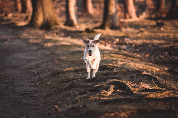 Naklejka na ściany i meble Parson Russell Terrier rennt galoppiert über einen Weg im Wald