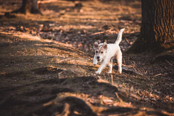 Parson Russell Terrier rennt galoppiert über einen Weg im Wald