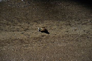 Naklejka na ściany i meble the frog jumps on the ground. the first frogs woke up after winter
