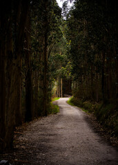 Camino en la oscuridad