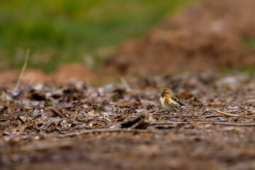 A common redpoll on the ground