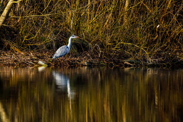 A grey heron ardea cinerea	