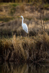 A great white egret at fishing	