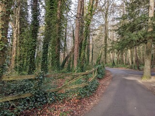 path in the woods