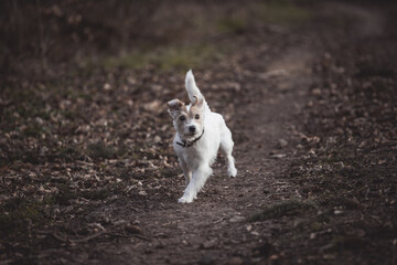 Parson Russell Terrier rennt galoppiert über einen Weg im Wald