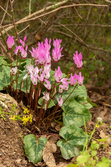 Delicate pink Cyclamens growing wild on a wooded slope in Kiryat Tivon Israel. It is the symbol of the town.
