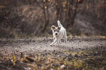 Naklejka na ściany i meble Parson Russell Terrier rennt galoppiert über einen Weg im Wald