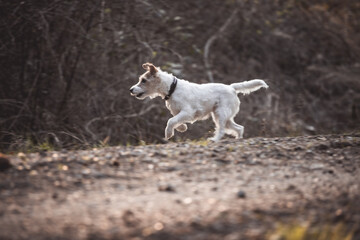 Parson Russell Terrier rennt galoppiert über einen Weg im Wald