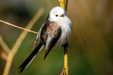 A Long Tailed tit in the wild