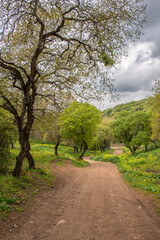 Dirt road through a woodland area in rural northern Israel.
