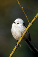A Long Tailed tit in the wild