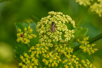 Close up of bee on Smyrnium olusatrum, common name Alexanders, is an edible cultivated flowering plant of the family Apiaceae. It is also known as alisanders, horse parsley, black lovage 
