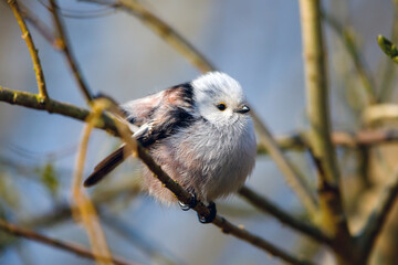 A Long Tailed tit in the wild