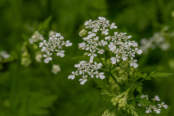 Small flowers of Anthriscus lamprocarpus also known as Cow Parsley, Wild Chervil, Queen Anne's Lace growing wild in Israel
