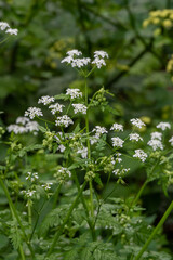 Small flowers of Anthriscus lamprocarpus also known as Cow Parsley, Wild Chervil, Queen Anne's Lace growing wild in Israel
