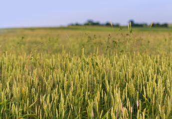 Wheat filed in golden hour 