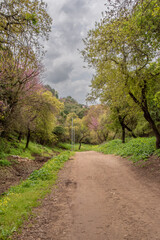 Dirt road through a woodland area in rural northern Israel.
