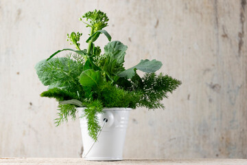 White metal  bucket with greenery, rustic style, gardening, homegrown production