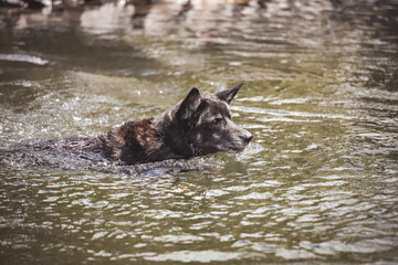 Schwarzer Sch&auml;ferhund beim Schwimmen und Apportieren