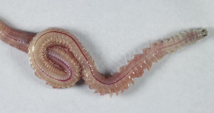Sand Worm (Perinereis sp.) is the same species as sea worms (Polychaete), Living in a beach area with relatively shallow water levels for education in laboratory.
